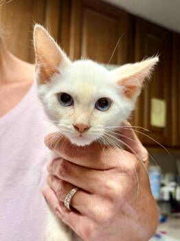 Luigi -  Siamese Cat for Adoption in Bulverde, Texas - Luigi | PetCurious