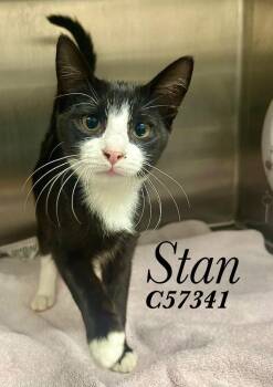 Stan -  Domestic Short Hair Cat for Adoption in Clarksville, Tennessee - Stan | PetCurious