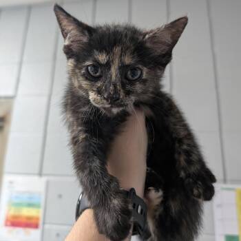 Ariella -  Domestic Short Hair Cat for Adoption in West Olive, Michigan - Ariella | PetCurious