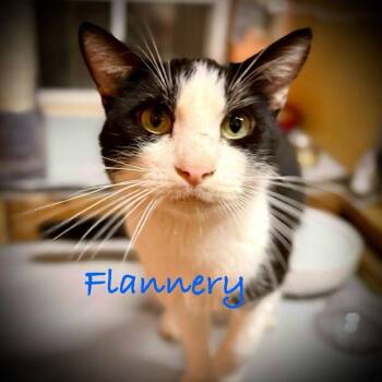 Rescue Domestic Short Hair Cats for Adoption in Tulsa, Oklahoma - Flannery | PetCurious
