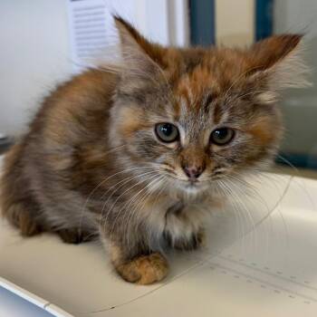 Wildflower -  Domestic Medium Hair Cat for Adoption in Nashville, Tennessee - Wildflower | PetCurious