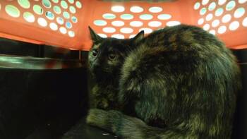 Rescue Domestic Short Hair Cats for Adoption in Omaha, Nebraska - ANITA | PetCurious