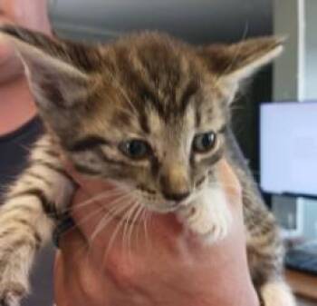 Fable -  Domestic Short Hair Cat for Adoption in West Memphis, Arkansas - Fable | PetCurious