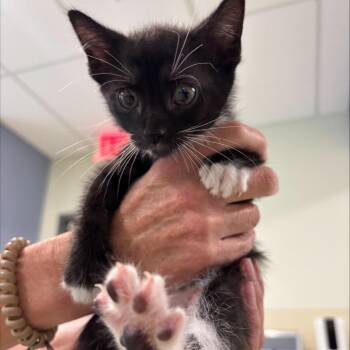 Adonis -  Domestic Short Hair Cat for Adoption in Briarcliff Manor, New York - Adonis | PetCurious