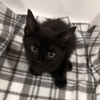 Toad -  Domestic Short Hair Cat for Adoption in Washburn, Missouri - Toad | PetCurious
