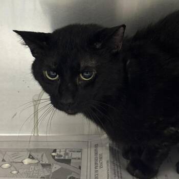 Domestic Short Hair Cats Available for Adoption in Milton, Florida - Froggy | PetCurious