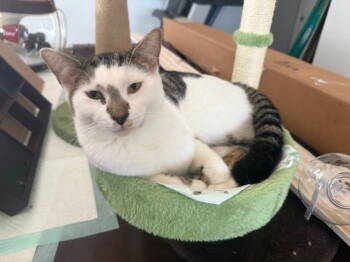Rescue Domestic Short Hair Cats for Adoption in Tampa, Florida - Anakin | PetCurious