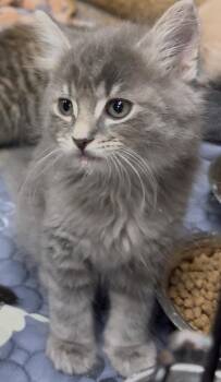 Rip -  Domestic Long Hair Cat for Adoption in Cuyahoga Falls, Ohio - Rip | PetCurious