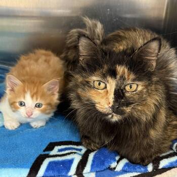 Domestic Medium Hair and Tortoiseshell Cats Available for Adoption in Winchendon, Massachusetts - Bumble & Honeybell | PetCurious
