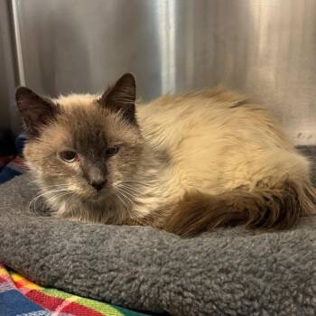 Teddy Roosevelt -  Siamese and Domestic Long Hair Cat for Adoption in Los Angeles, California - Teddy Roosevelt | PetCurious