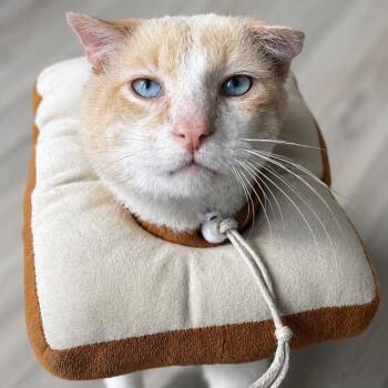Solly -  Siamese Cat for Adoption in Los Angeles, California - Solly | PetCurious