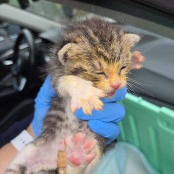 Essex -  Domestic Short Hair Cat for Adoption in Newark, New Jersey - Essex | PetCurious