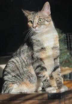 Rescue Domestic Short Hair and Calico Cats for Adoption in East Lansing, Michigan - Baby Mama | PetCurious