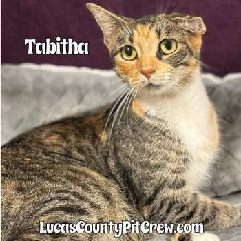 Rescue Tabby and Calico Cats for Adoption in Toledo, Ohio - Tabitha | PetCurious