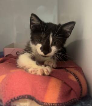 Rescue Domestic Short Hair Cats for Adoption in Margate, Florida - Ozzy | PetCurious