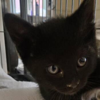 Trumpet -  Domestic Medium Hair Cat for Adoption in Desert Hot Springs, California - Trumpet | PetCurious