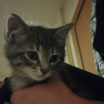 River -  Domestic Short Hair Cat for Adoption in Springfield, Ohio - River | PetCurious