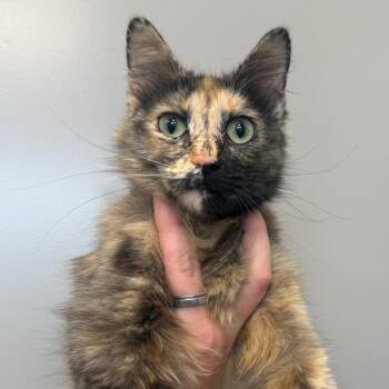 Fiona -  Domestic Medium Hair Cat for Adoption in Sand Springs, Oklahoma - Fiona | PetCurious