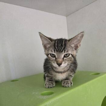 Jiffy -  Domestic Short Hair Cat for Adoption in Desert Hot Springs, California - Jiffy | PetCurious
