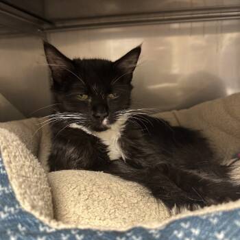 Rescue Domestic Medium Hair and Domestic Short Hair Cats for Adoption in Blue Ridge, Georgia - Socks | PetCurious