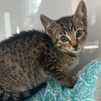 Frisbee -  Domestic Short Hair Cat for Adoption in Ridgely, Maryland - Frisbee | PetCurious