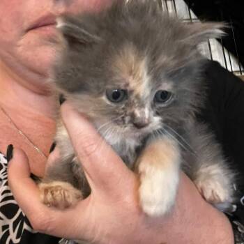 Eileen -  Domestic Long Hair Cat for Adoption in Winchester, Virginia - Eileen | PetCurious