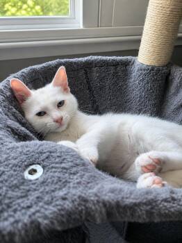 Ember -  Domestic Short Hair Cat for Adoption in Rio Linda, California - Ember | PetCurious
