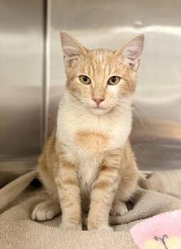 Domestic Short Hair Cats Available for Adoption in Fort Worth, Texas - Theodore | PetCurious