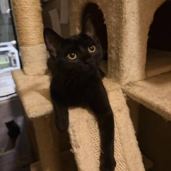 Hope -  Bombay and Domestic Short Hair Cat for Adoption in Newark Valley, New York - Hope | PetCurious