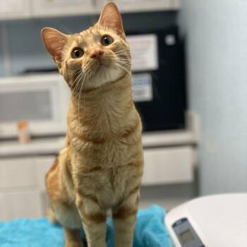Domestic Short Hair Cats Available for Adoption in Riverside, California - Cameron | PetCurious