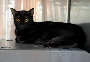 Noir -  Domestic Medium Hair Cat for Adoption in Tucson, Arizona - Noir | PetCurious