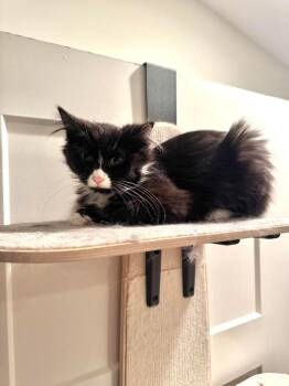 Astra -  Domestic Long Hair Cat for Adoption in Augusta, Georgia - Astra | PetCurious