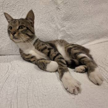 Mouschie -  Domestic Short Hair Cat for Adoption in Lauderdale, Minnesota - Mouschie | PetCurious