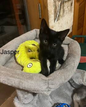 Jasper -  Domestic Short Hair Cat for Adoption in Stratford, Ontario - Jasper | PetCurious