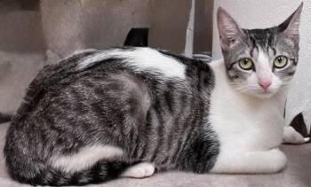 Domestic Short Hair Cats Available for Adoption in Great Neck, New York - Lulu | PetCurious