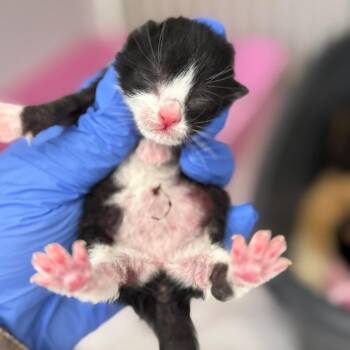 Domestic Short Hair Cats Available for Adoption in Auburn, Alabama - Hans | PetCurious