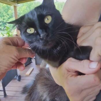 Sissy -  Domestic Long Hair Cat for Adoption in Wadena, Minnesota - Sissy | PetCurious