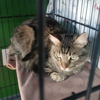 PAARTHURNAX -  Domestic Medium Hair and Domestic Short Hair Cat Available for Adoption in Kyle, Texas - PAARTHURNAX | PetCurious