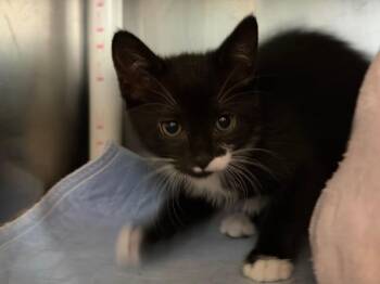 Sasha -  Domestic Short Hair Cat for Adoption in Port Jervis, New York - Sasha | PetCurious
