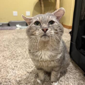 Stone -  Domestic Medium Hair Cat for Adoption in Stoughton, Wisconsin - Stone | PetCurious