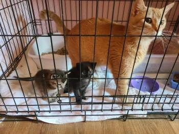 Melody -  Domestic Short Hair and Tabby Cat for Adoption in Spring Hill, Florida - Melody | PetCurious