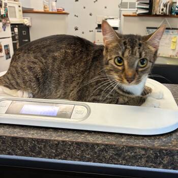 Rescue Domestic Short Hair Cats for Adoption in Morganfield, Kentucky - Lil Momma | PetCurious