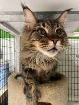 Maine Coon Cats Available for Adoption in Fort Worth, Texas - Zeppelin | PetCurious
