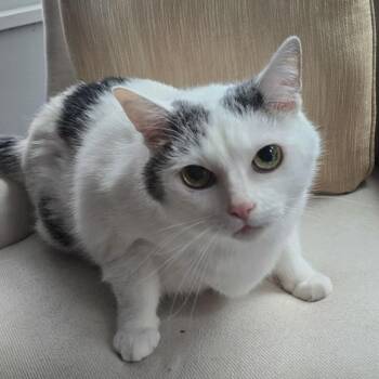 Kitty -  Domestic Medium Hair Cat for Adoption in Chicago, Illinois - Kitty | PetCurious