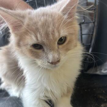 Sunday -  Domestic Long Hair Cat for Adoption in Hemet, California - Sunday | PetCurious
