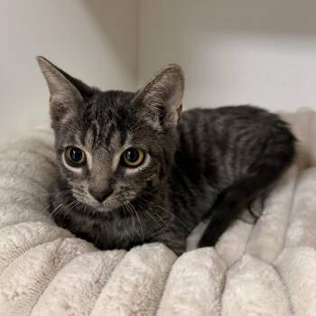 Jamie -  Domestic Short Hair Cat for Adoption in Stillwater, Oklahoma - Jamie | PetCurious