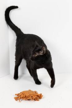 Domestic Short Hair Cats Available for Adoption - Fin | PetCurious