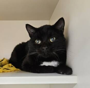 Rescue Domestic Short Hair Cats for Adoption in Verona, Wisconsin - Jaxon | PetCurious