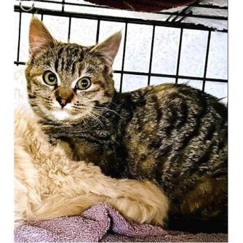 Tabby Cats Available for Adoption - Sienna | PetCurious