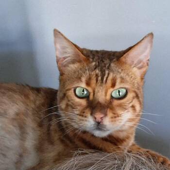 Nori (Special home & diet required) -  Bengal Cat for Adoption in Vine Grove, Kentucky - Nori (Special Home & Diet Required) | PetCurious